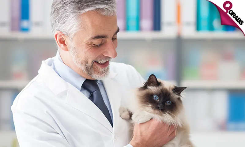 Cats Neutering OR Spaying + Consultation!